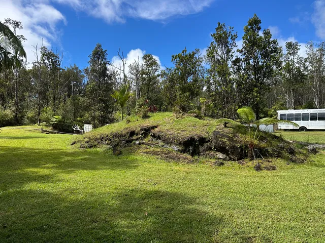 a view of a park with large trees