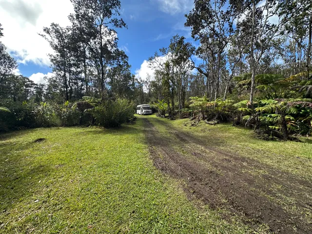 a view of a yard with plants and trees