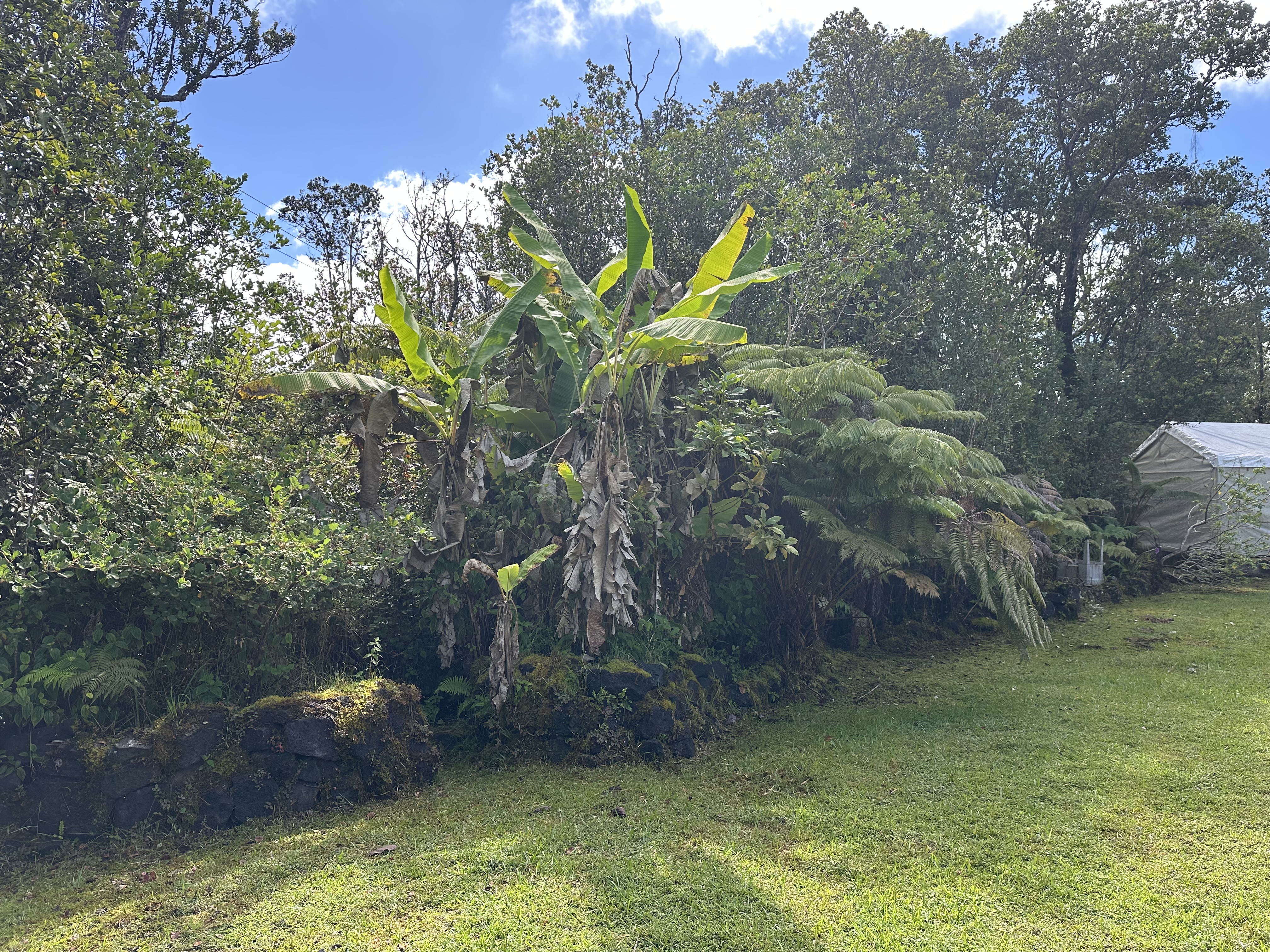 11-3003 Kahaualea Road Volcano, HI 96771 - Photo 9 of 25 a view of a garden