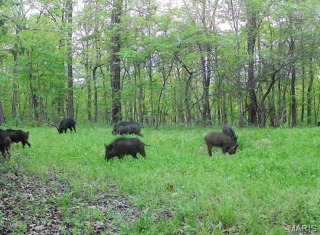 Undisclosed Address Black, MO 63625 - Photo 2 of 2