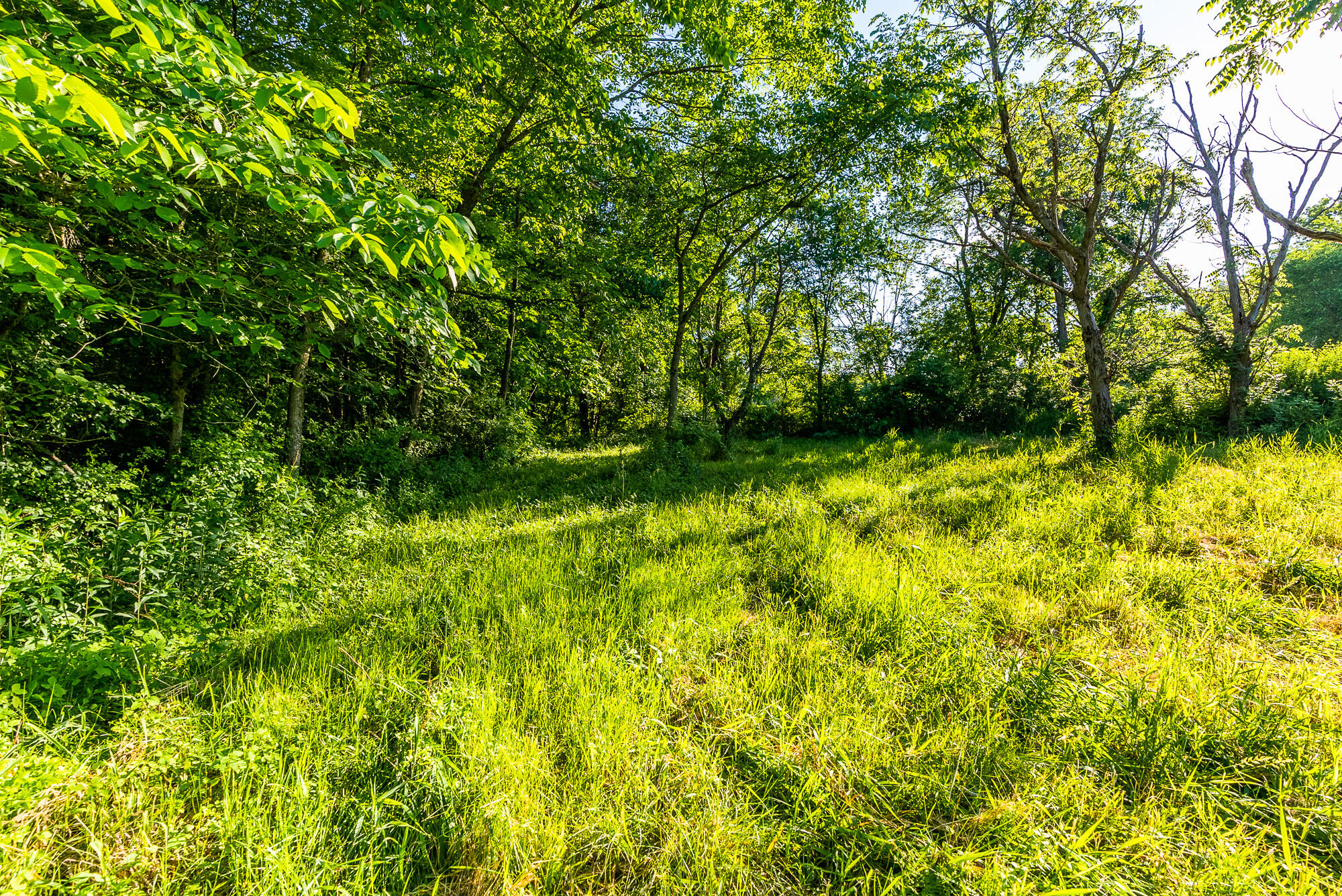 Lt0 Denzer Road North Freedom, WI 53951 - Photo 27 of 68 Sauk-County-WI-54-Acres-Land-For-Sale-27