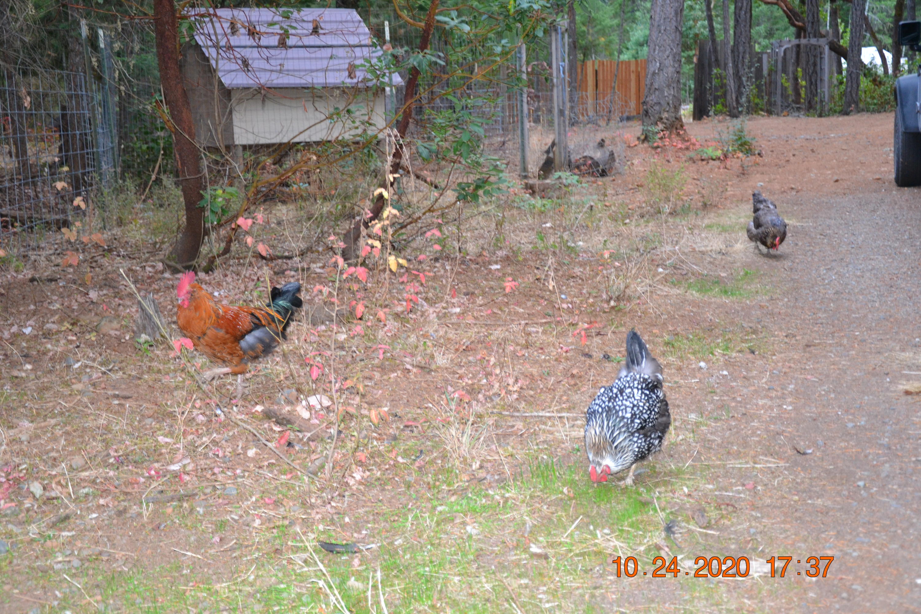 15567 Water Gap Road Williams, OR 97544 - Photo 23 of 36 DSC_0017