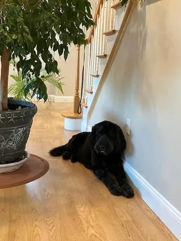 a black and white photo of a garden