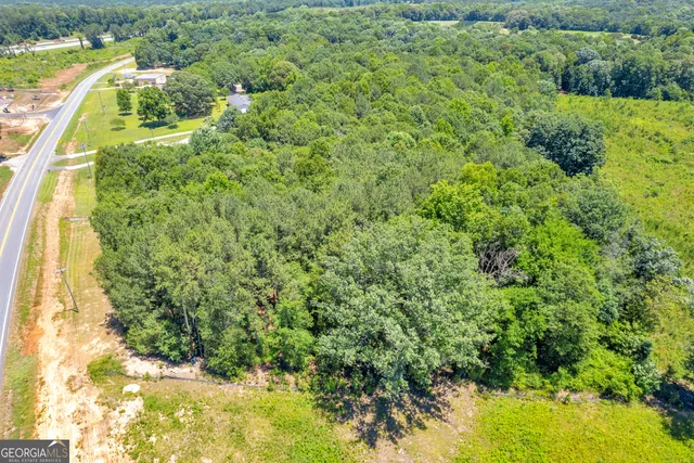 a view of a yard with plants and large trees