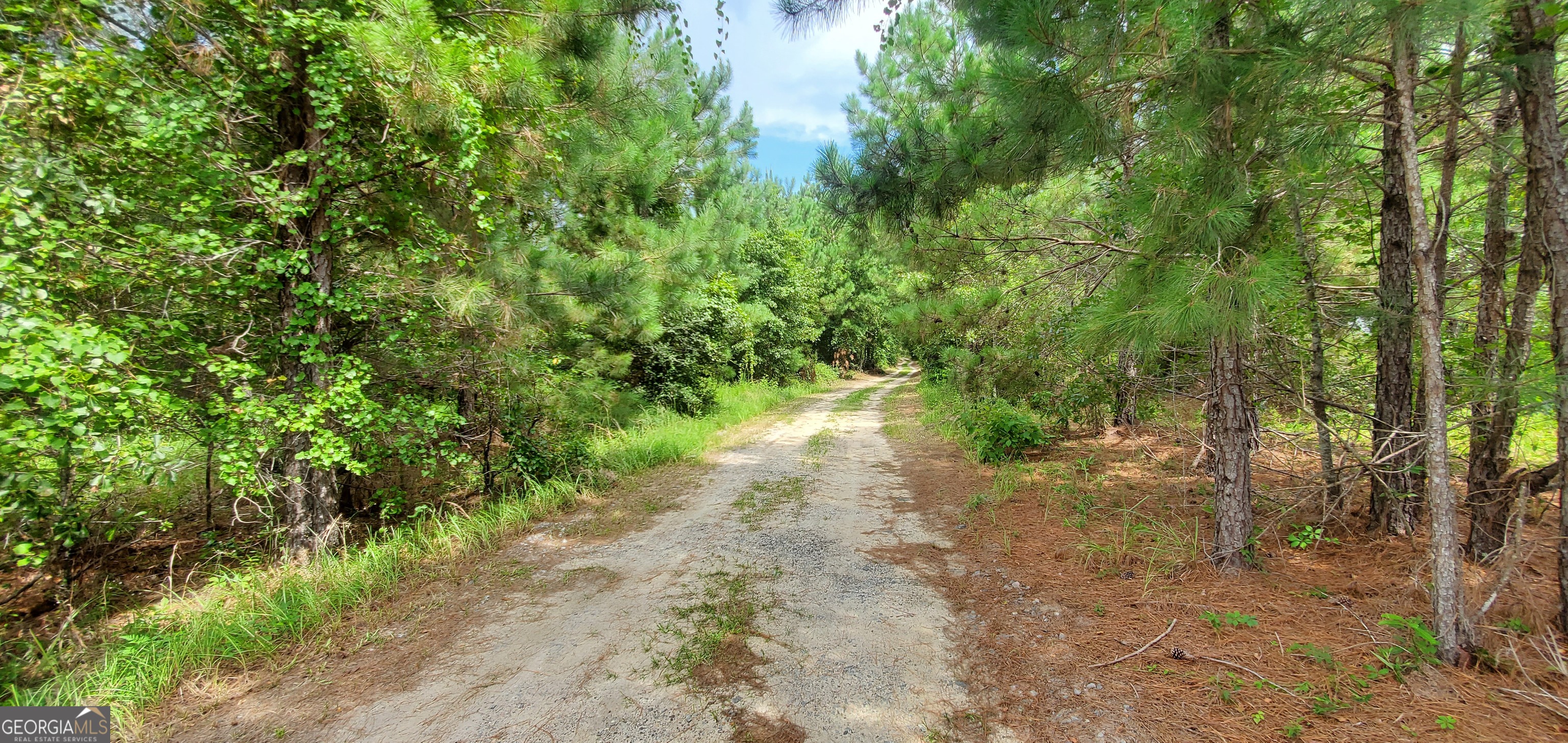 38 Highway 46 Lyons, GA 30436 - Photo 43 of 44 a view of a yard with plants and large trees