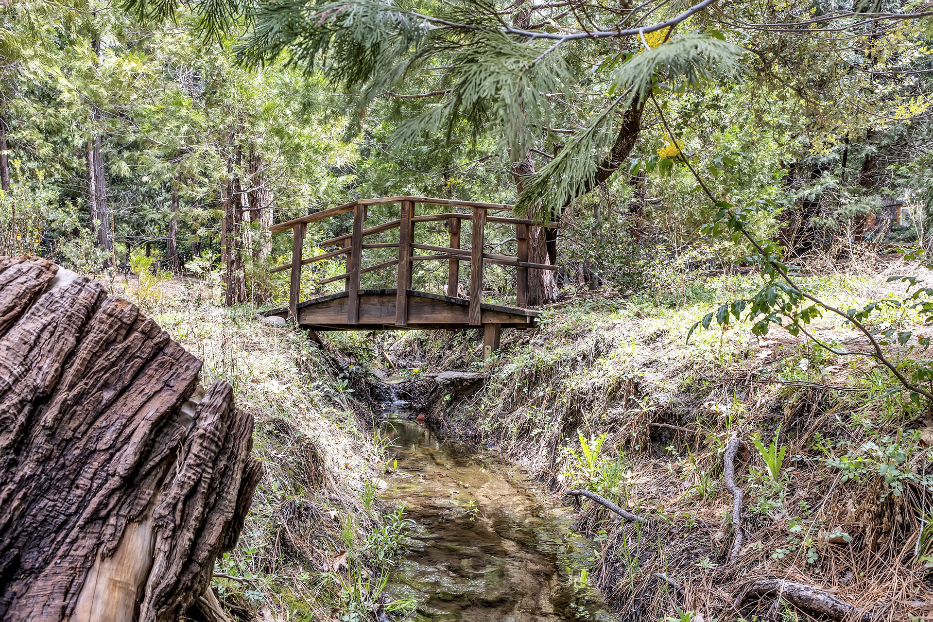 54580 Reed Lane Idyllwild, CA 92549 - Photo 77 of 101 a view of a yard with plants and trees