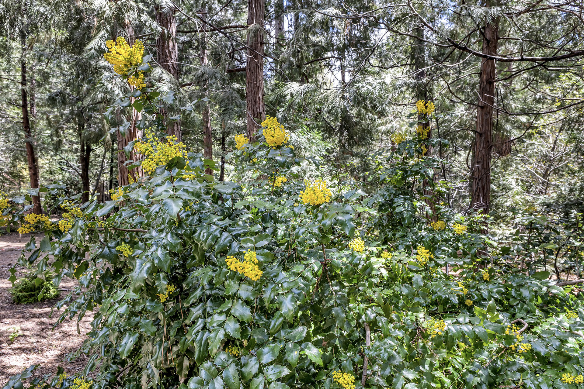 54580 Reed Lane Idyllwild, CA 92549 - Photo 81 of 101 IMG_0395