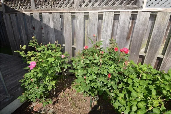 a close up of a flower in a garden