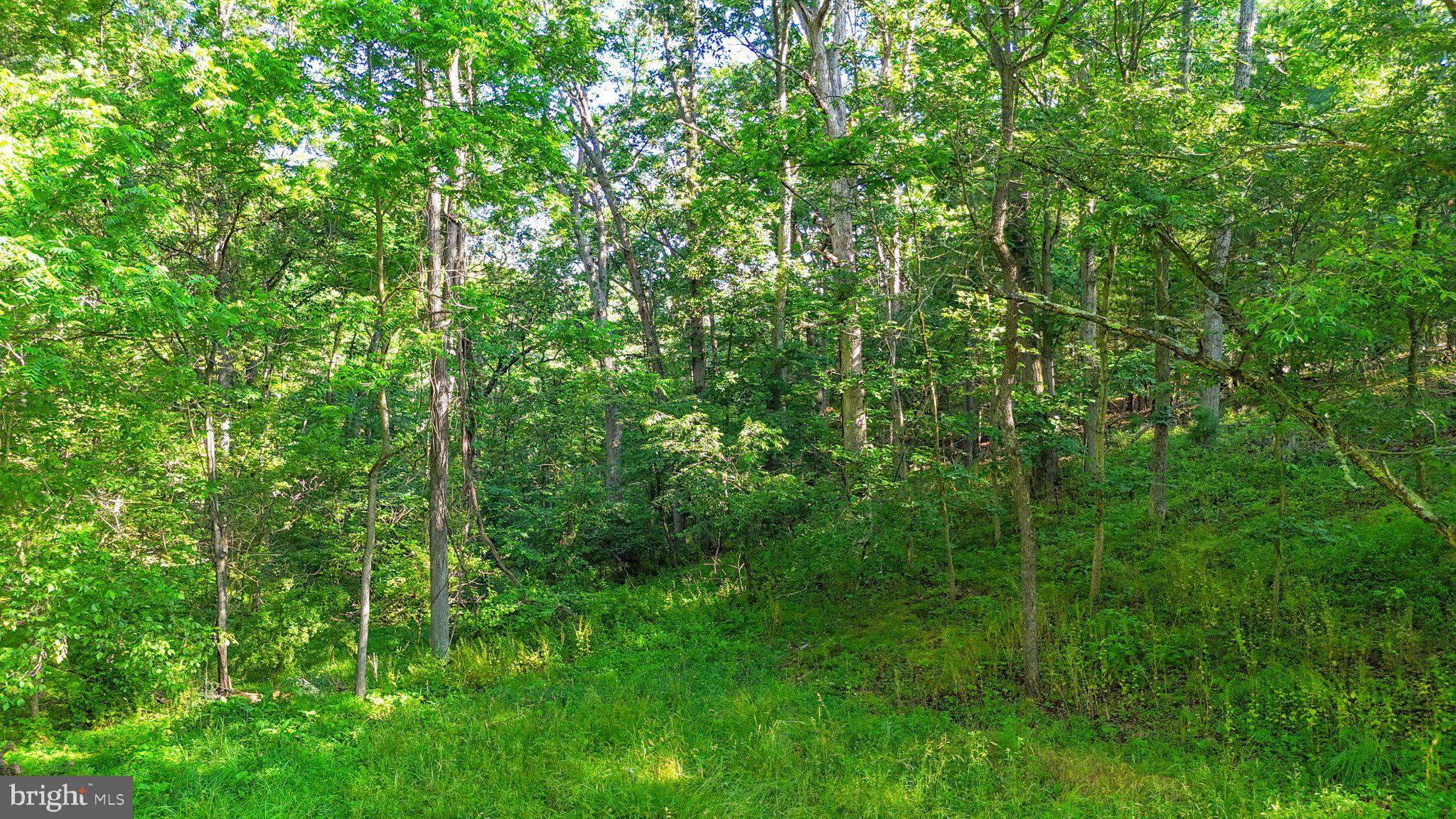 9000 Corner Road Hancock, MD 21750 - Photo 29 of 35 Lush green woodland retreat.