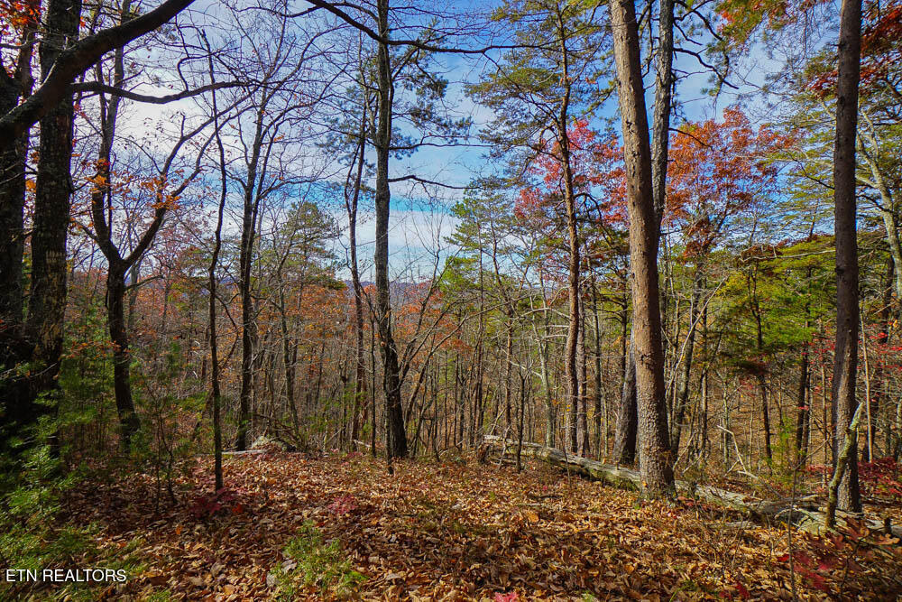 Butterfly Hollow Road Maryville, TN 37803 - Photo 39 of 51 DSC00209