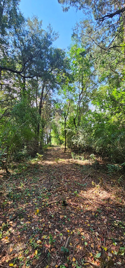 10.69-acres Summer Road Slocomb, AL 36375 - Photo 19 of 51