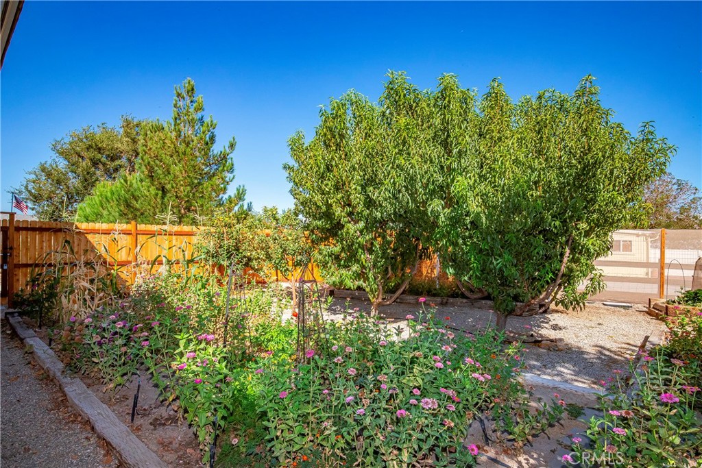 9642 East Ave R 14 Littlerock, CA 93543 - Photo 30 of 66 a view of a garden with plants and large trees