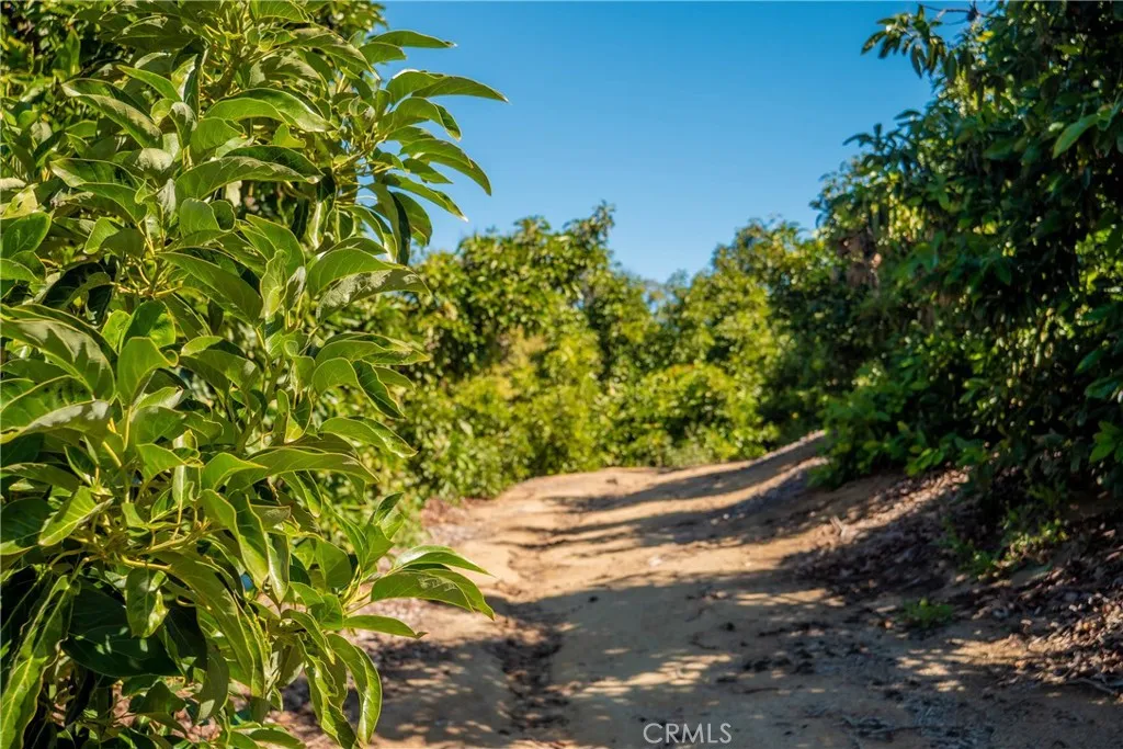 16 Camaron Road Temecula, CA 92590 - Photo 11 of 15 a view of a tree with a yard