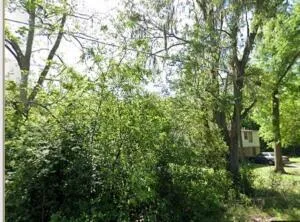 a view of a yard with a tree