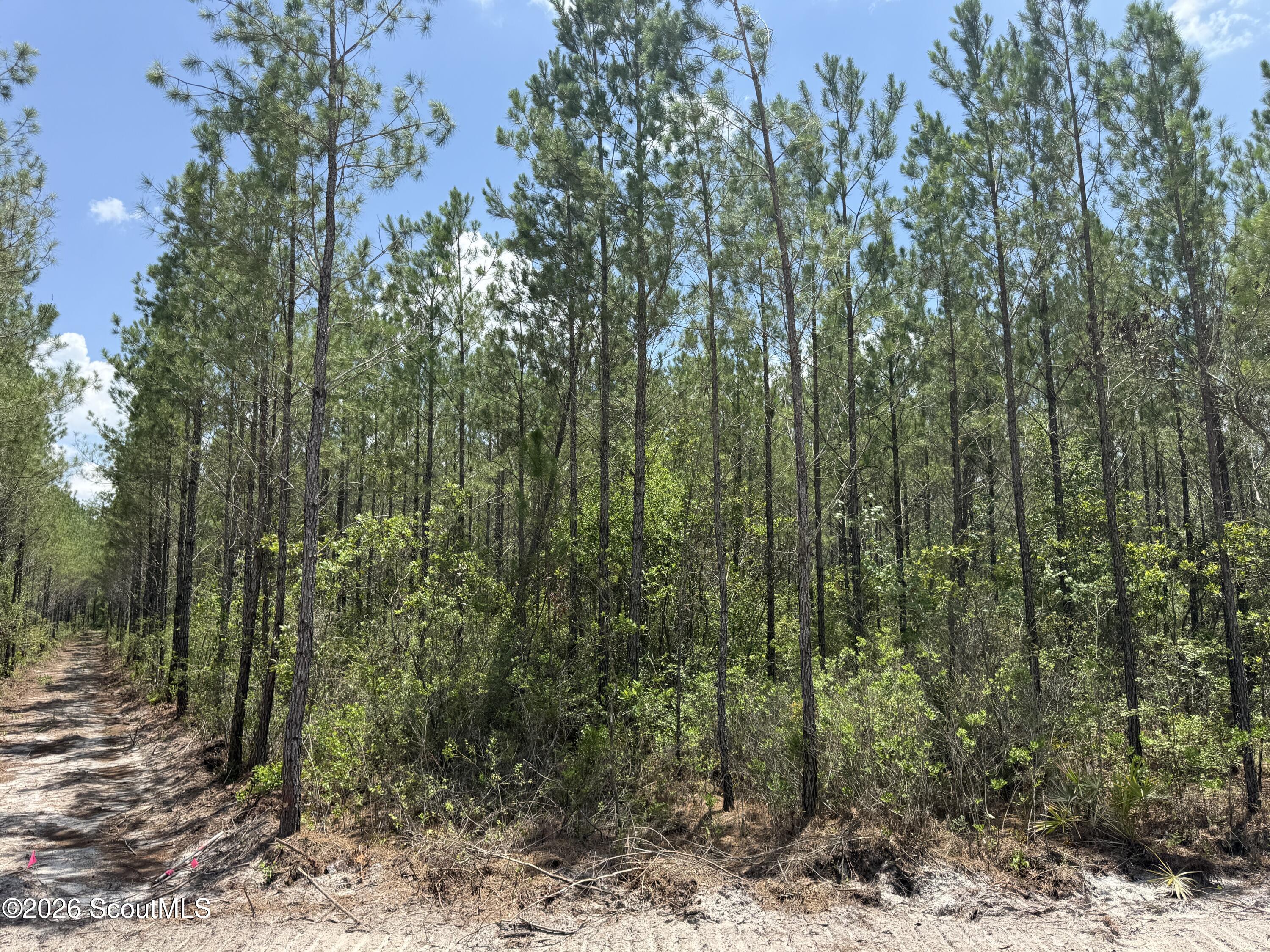 Lot 10 Corbitt Road, Unit LOT 10 Manor, GA 31550 - Photo 1 of 8 IMG_8060