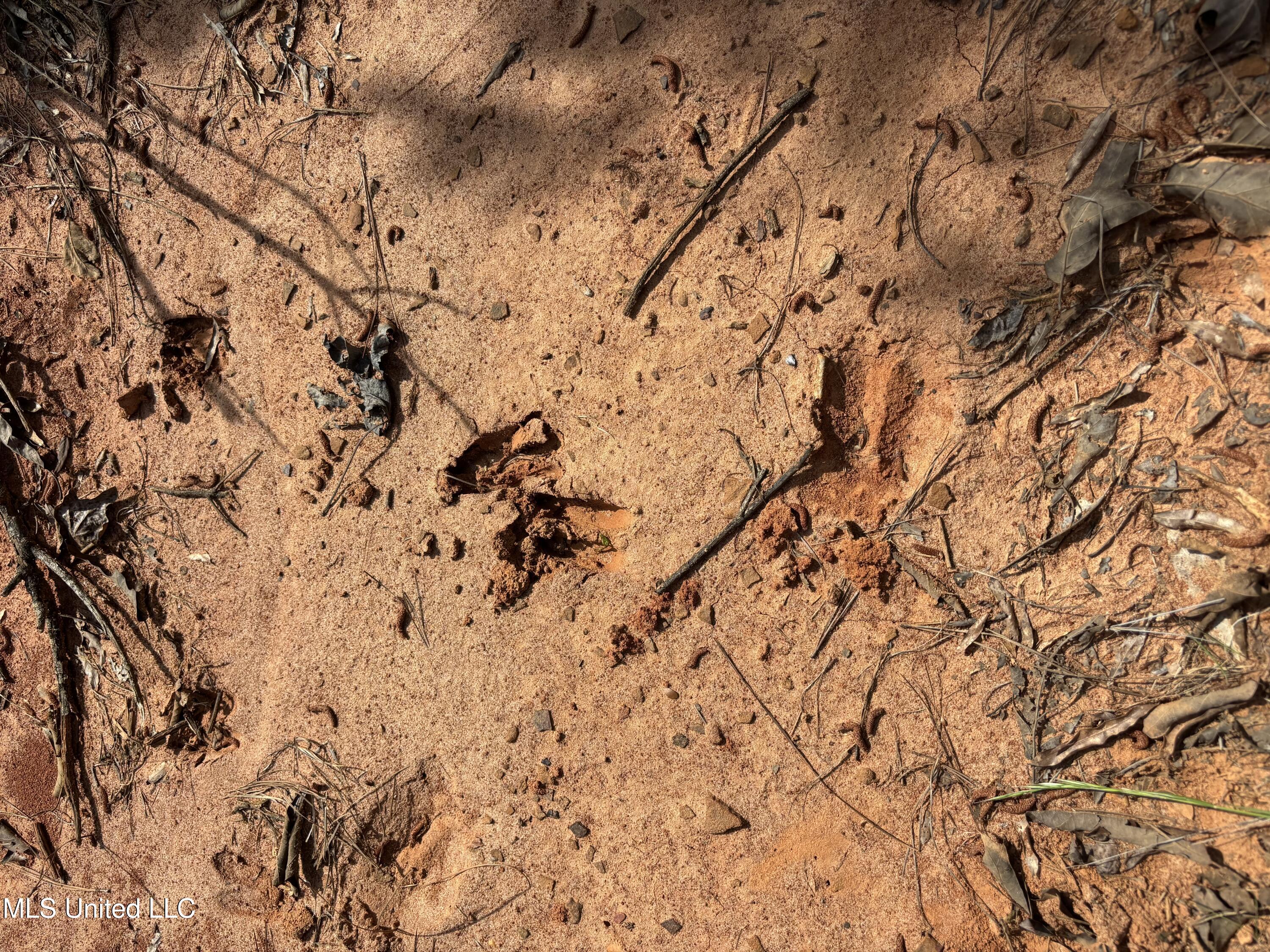 5034 County Road Kosciusko, MS 39090 - Photo 2 of 7 IMG_0560