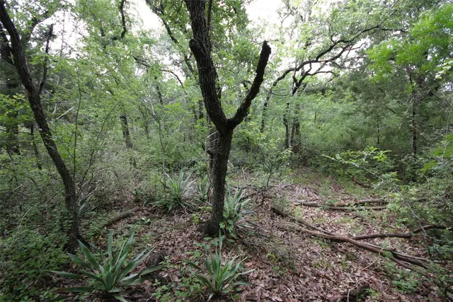 a view of a forest with trees