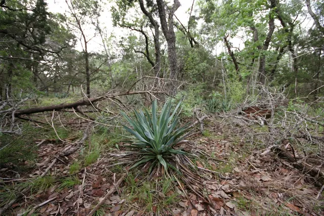 a view of a plant in a garden