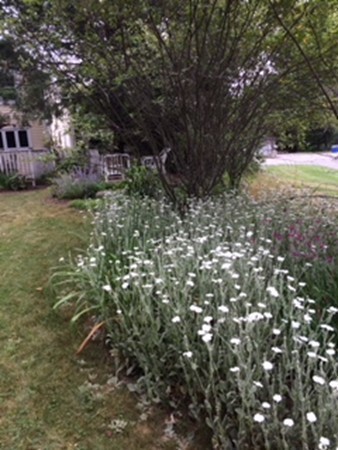 130 Argilla Road Andover, MA 01810 - Photo 24 of 24 a backyard of a house with lots of green space and tree