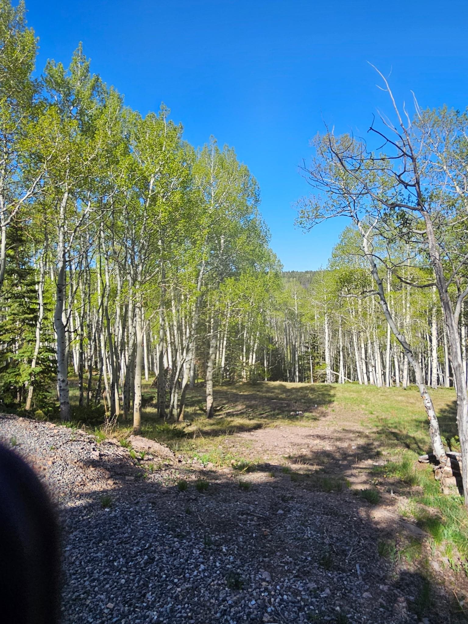 1255 Spruce Road Cimarron, CO 81220 - Photo 5 of 17 a view of a yard with large trees