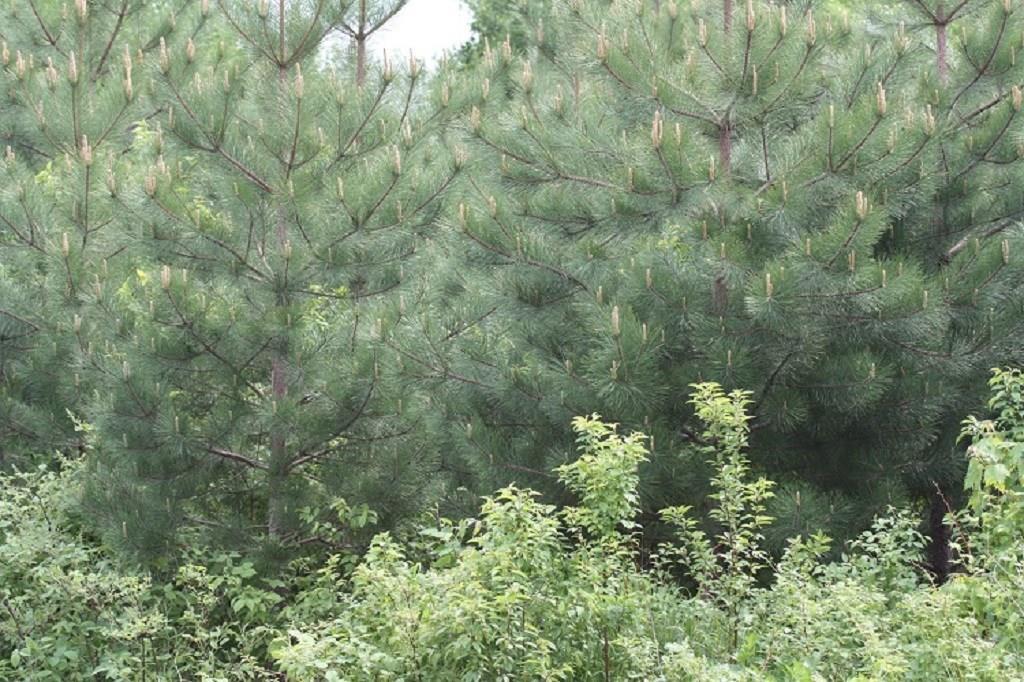 0 Grand View Dedham, ME 04429 - Photo 18 of 30 Additional Photo