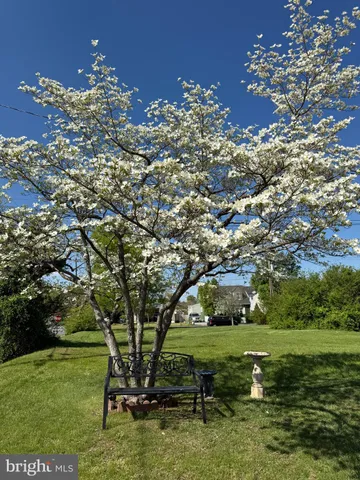a view of a park with large trees