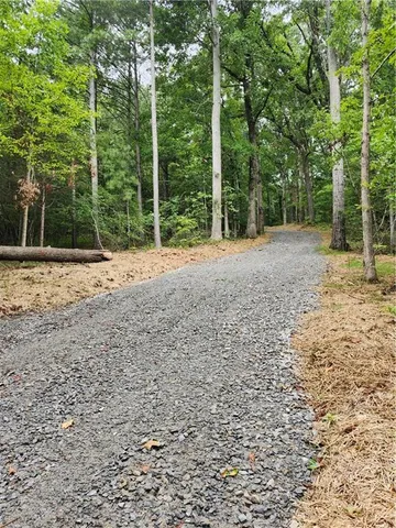 a view of a yard with plants and large trees