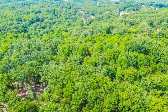 a view of a lush green forest