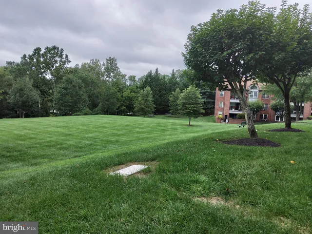 a view of a park with large trees