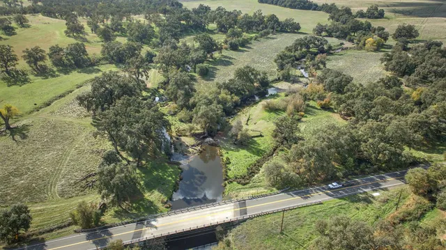 a view of a yard with plants and large trees