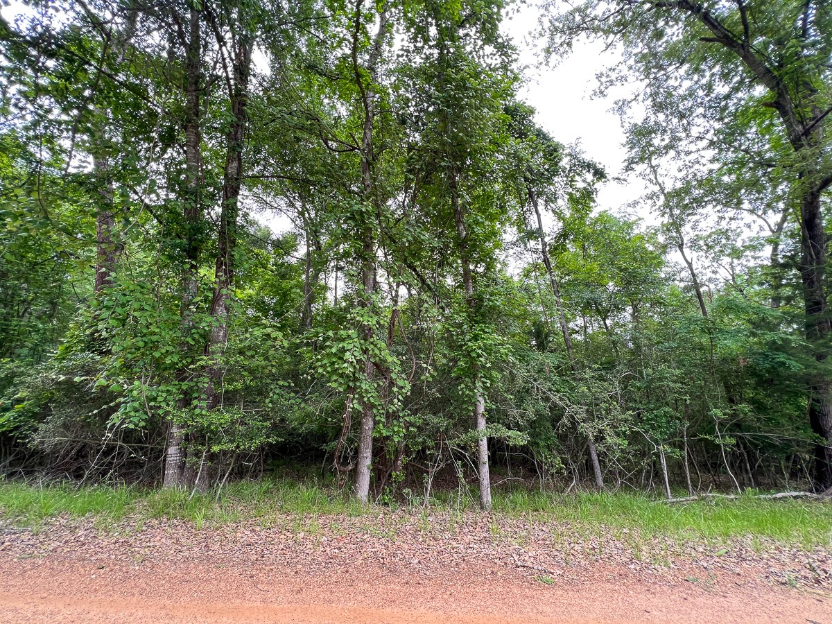 0 Forest Road Crockett, TX 75835 - Photo 3 of 11