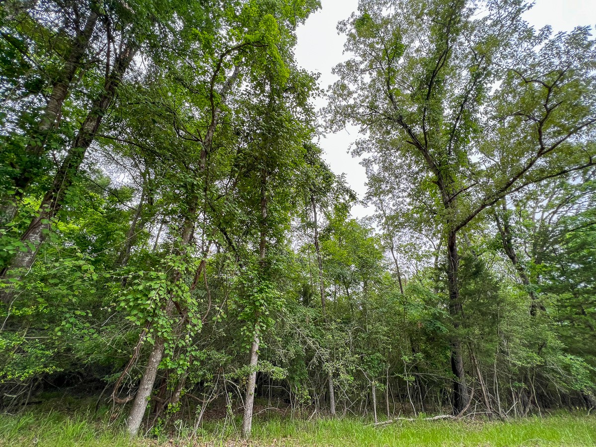 0 Forest Road Crockett, TX 75835 - Photo 4 of 11