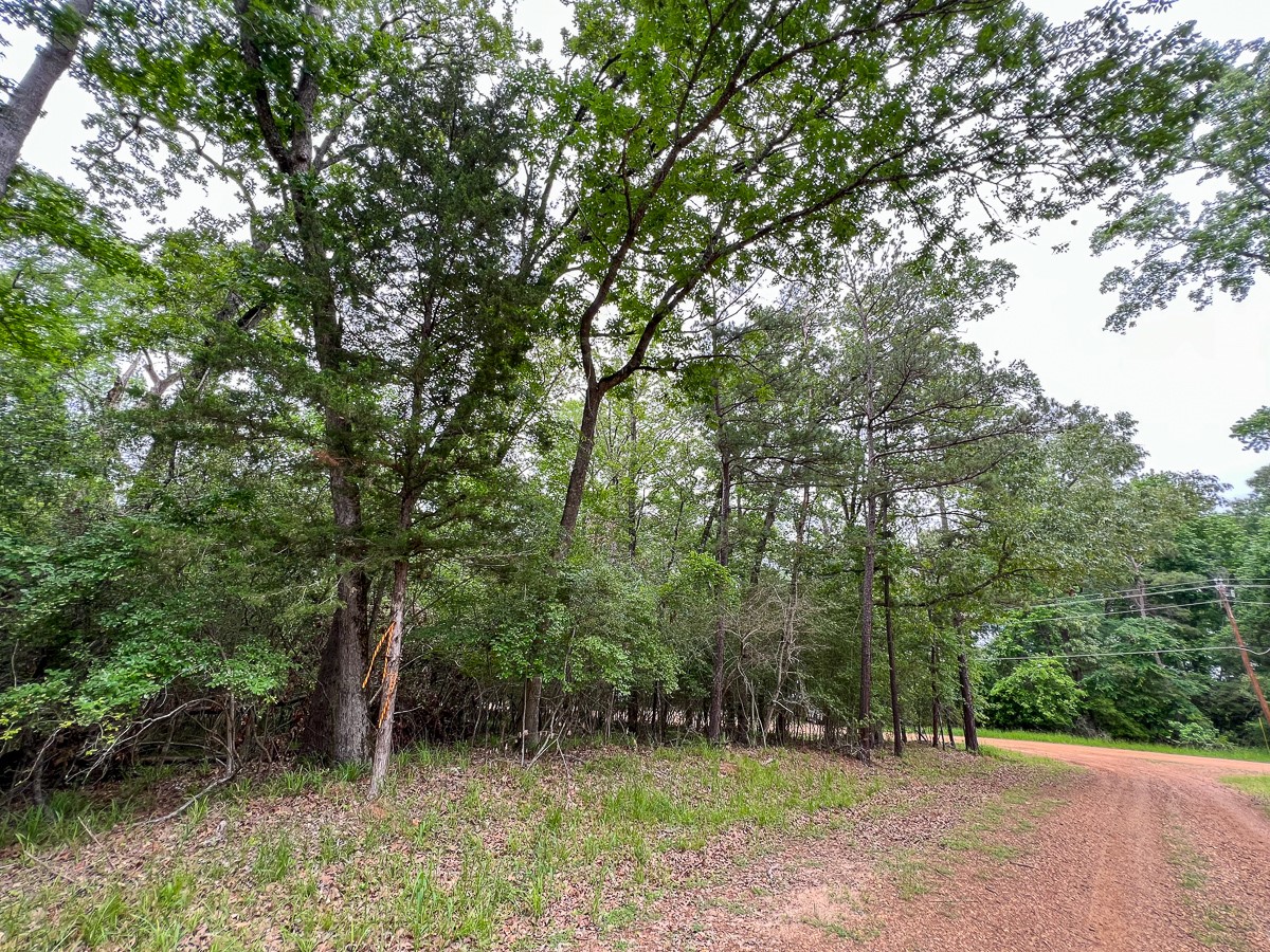 0 Forest Road Crockett, TX 75835 - Photo 5 of 11