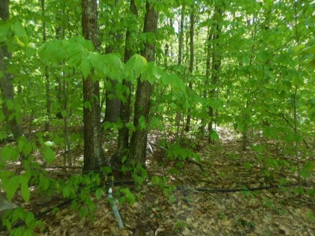 27 Busy Bee Road Naples, ME 04055 - Photo 12 of 19 Photo