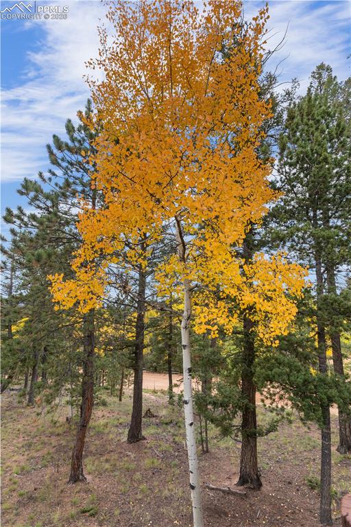 610 Cochetopa Road Florissant, CO 80816 - Photo 35 of 40 Pine and Aspen Forest