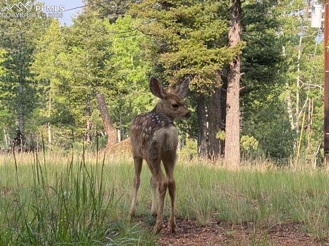 610 Cochetopa Road Florissant, CO 80816 - Photo 36 of 40 Fawn