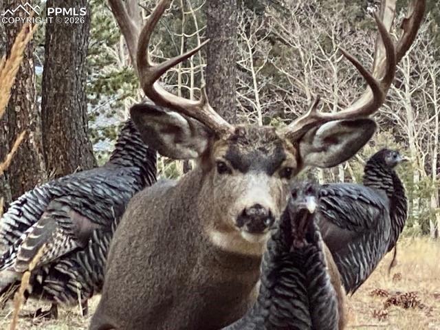610 Cochetopa Road Florissant, CO 80816 - Photo 37 of 40 Buck & Turkey