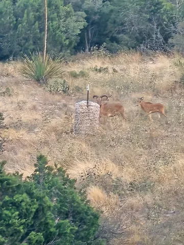 a view of a dry yard