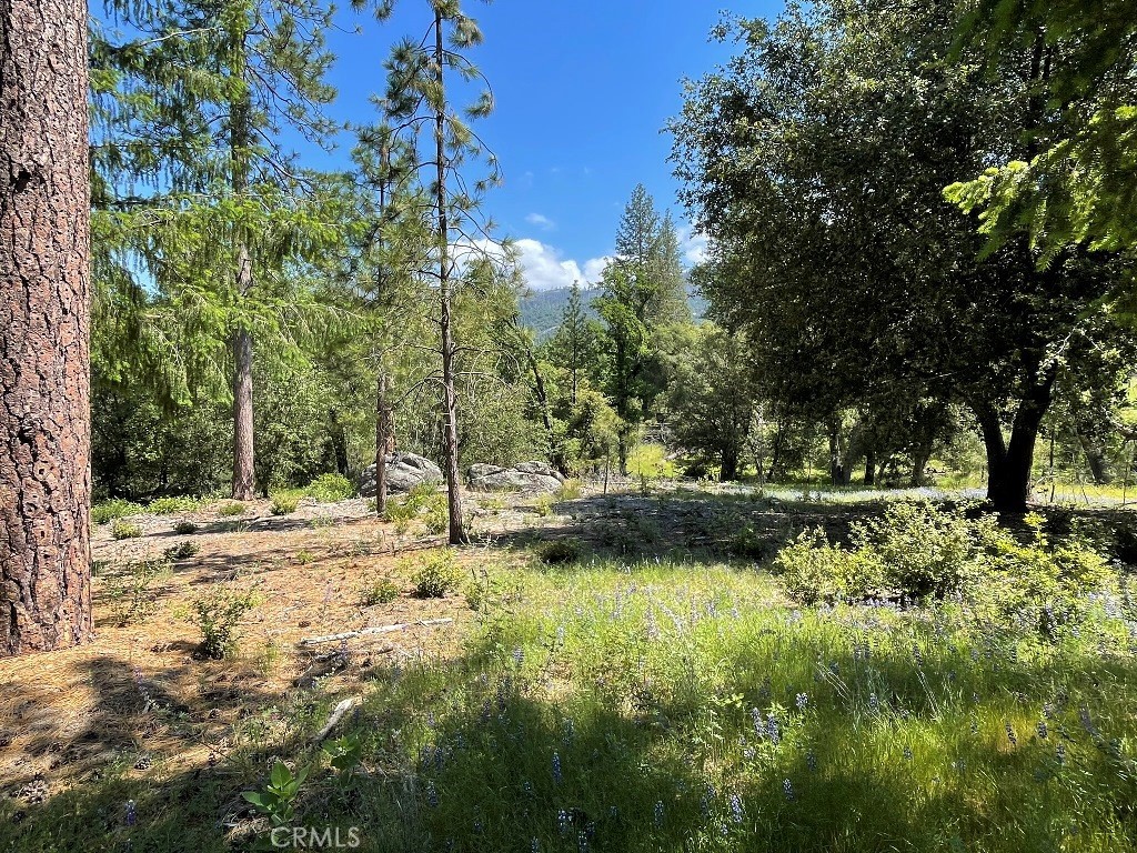 2964 Triangle Road Mariposa, CA 95338 - Photo 12 of 23 a view of a yard with a tree