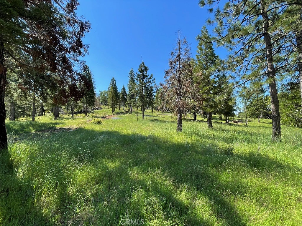 2964 Triangle Road Mariposa, CA 95338 - Photo 13 of 23 a view of grassy field with benches and trees all around
