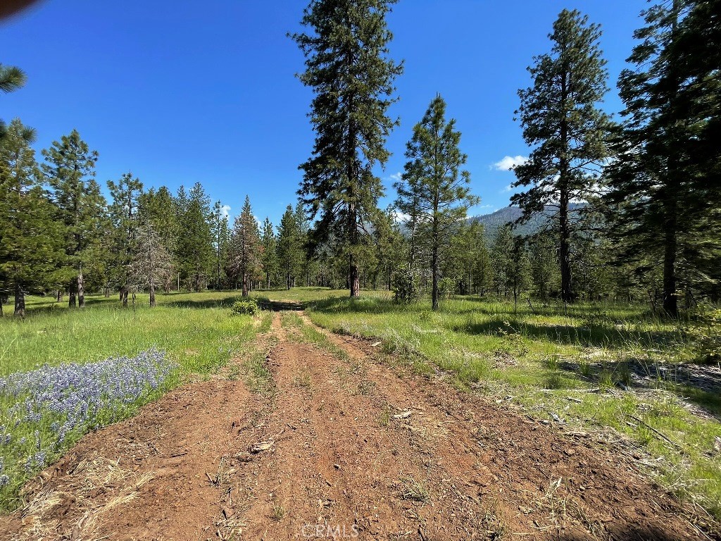 2964 Triangle Road Mariposa, CA 95338 - Photo 17 of 23 a view of a park with large trees