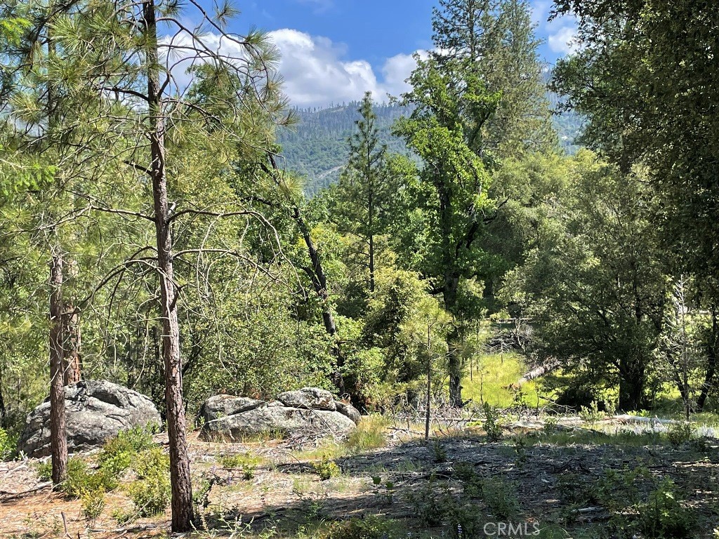 2964 Triangle Road Mariposa, CA 95338 - Photo 7 of 23 a view of a tree with a yard