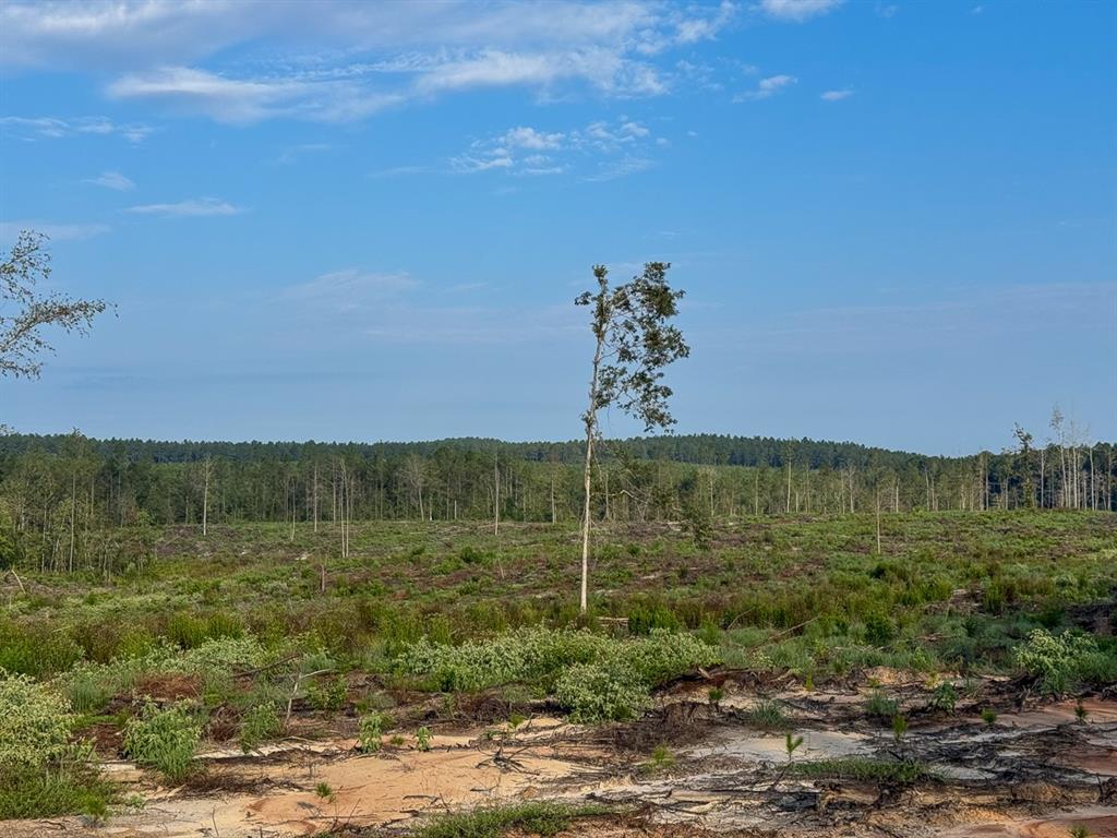 View of woods