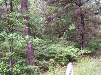 0 Black Road Prescott, MI 48756 - Photo 3 of 3 20304423-2.JPG