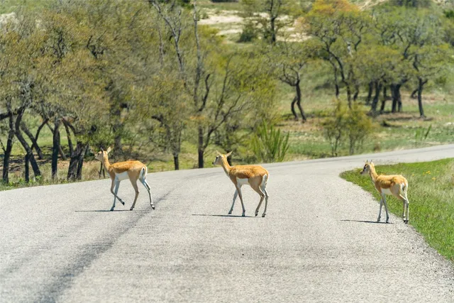 $3,995,000 | 628 Antelope Cove, Blanco, TX 78606