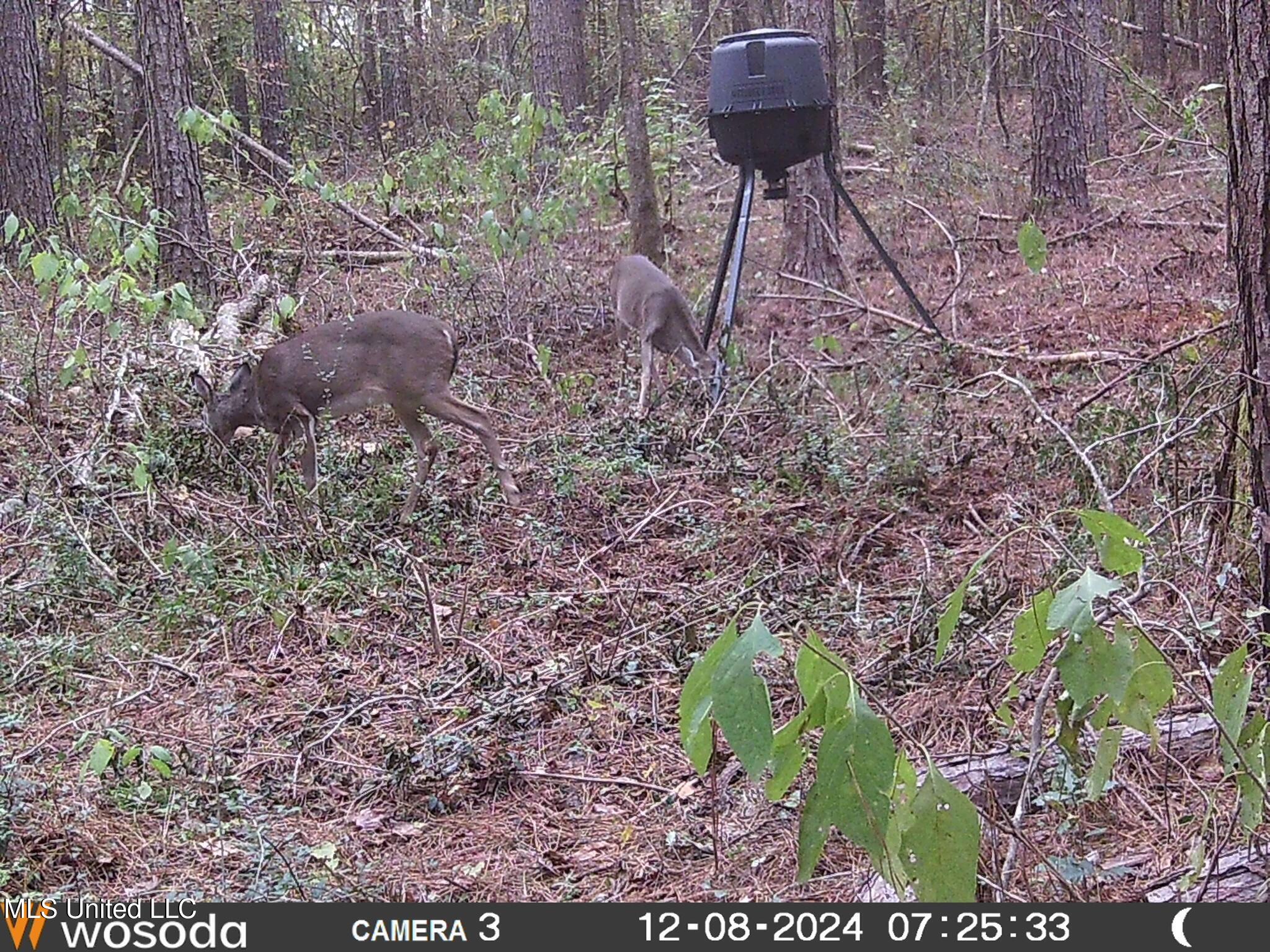 4058 Muddy Springs Road Magnolia, MS 39652 - Photo 14 of 40 Muddy - Deer 3