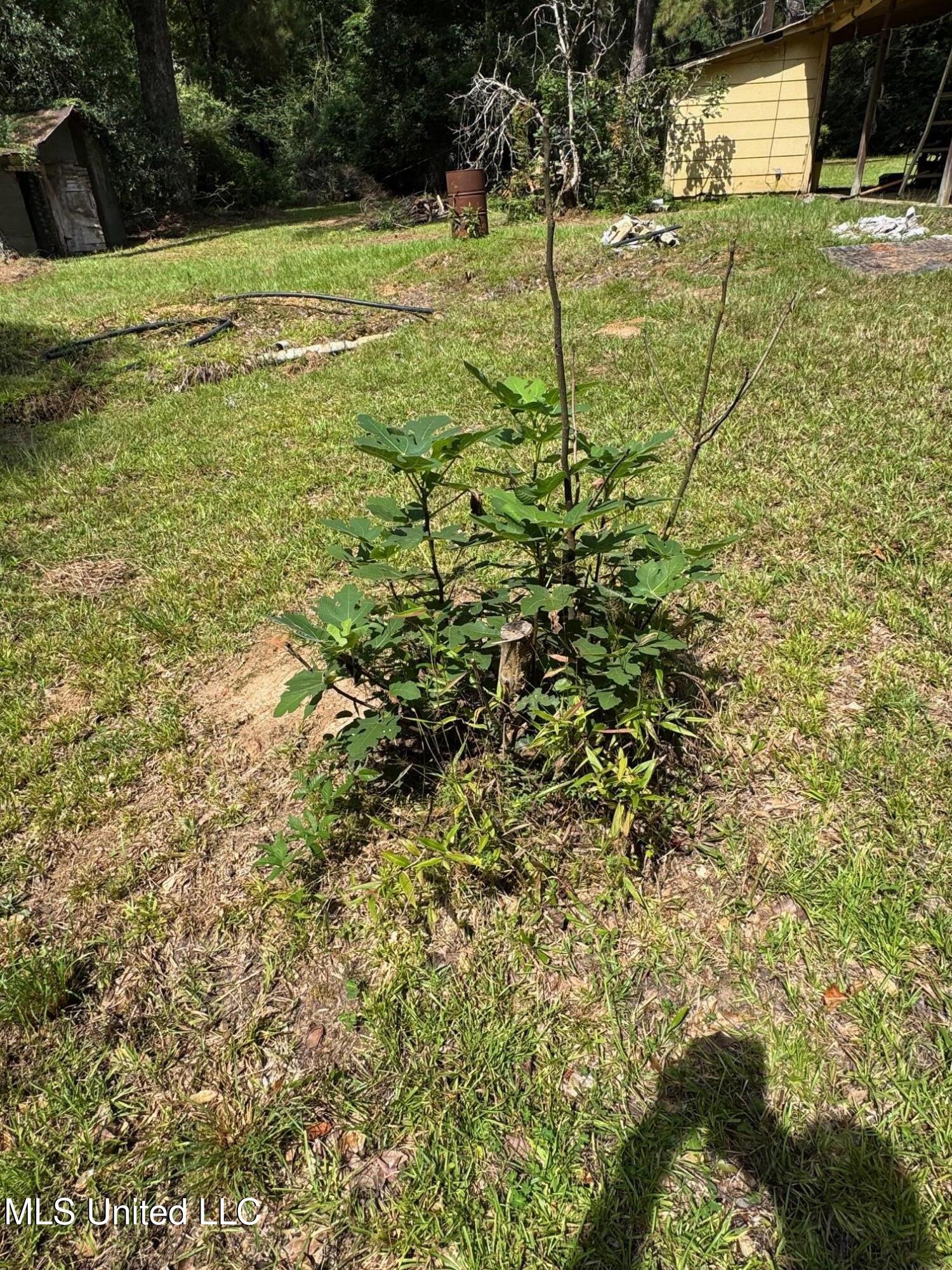 4058 Muddy Springs Road Magnolia, MS 39652 - Photo 21 of 40 IMG_5870