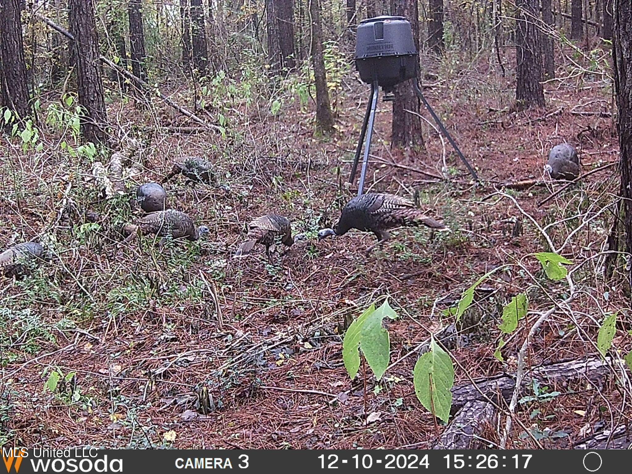 4058 Muddy Springs Road Magnolia, MS 39652 - Photo 3 of 40 Muddy - Turkeys 2
