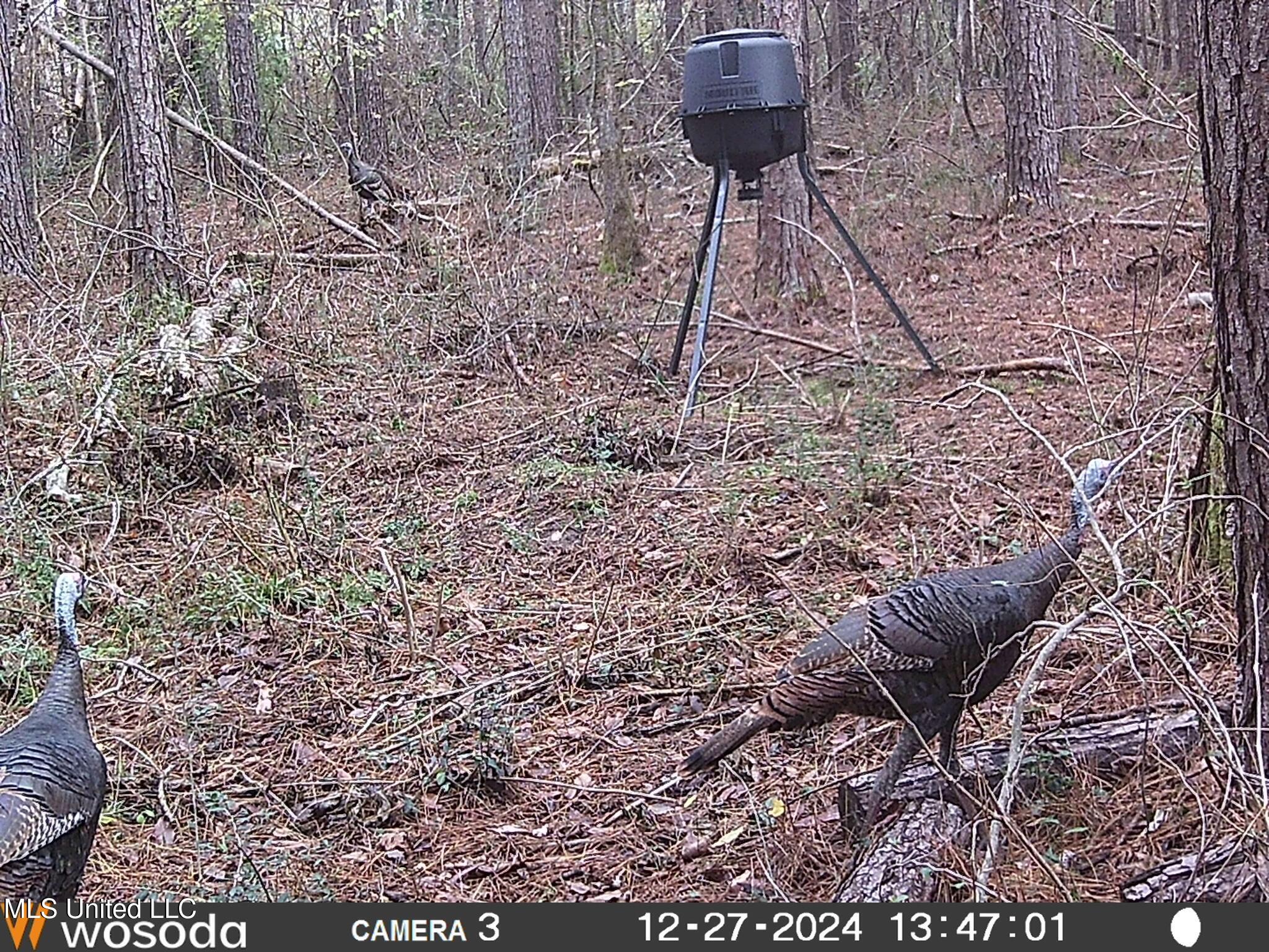 4058 Muddy Springs Road Magnolia, MS 39652 - Photo 33 of 40 Muddy - Turkeys