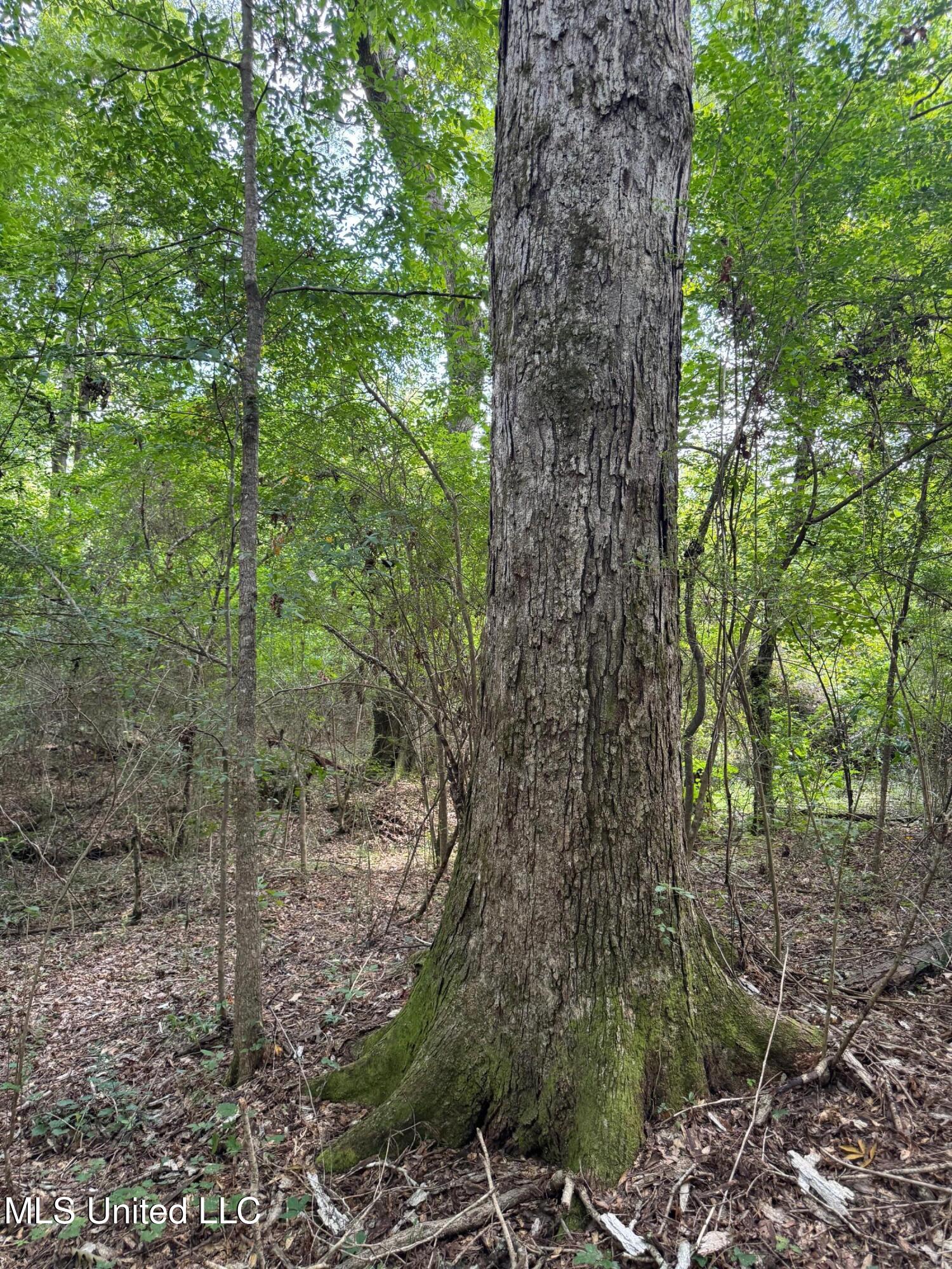 4058 Muddy Springs Road Magnolia, MS 39652 - Photo 7 of 40 IMG_5873